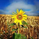Holiday home Weinviertel Pernersdorf