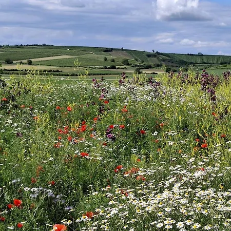 Weinviertel Σπίτι διακοπών Pernersdorf
