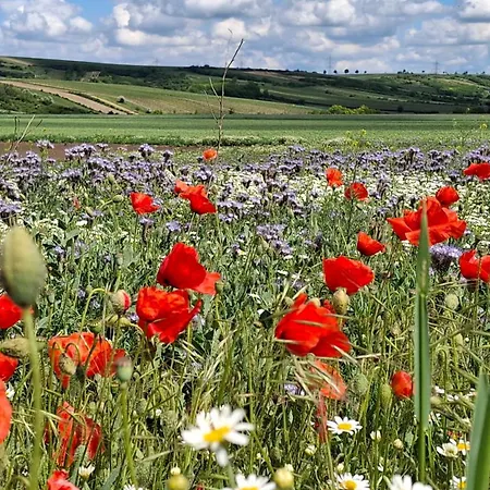 Σπίτι διακοπών Weinviertel Pernersdorf