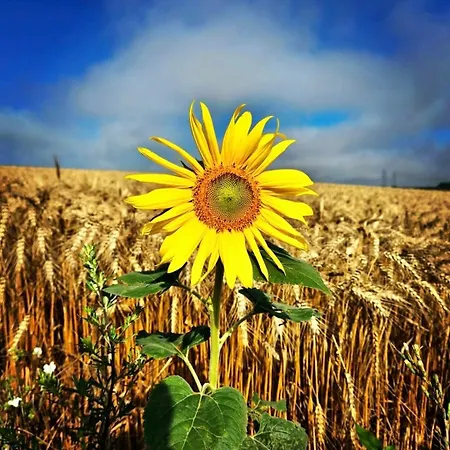 Σπίτι διακοπών Weinviertel Pernersdorf