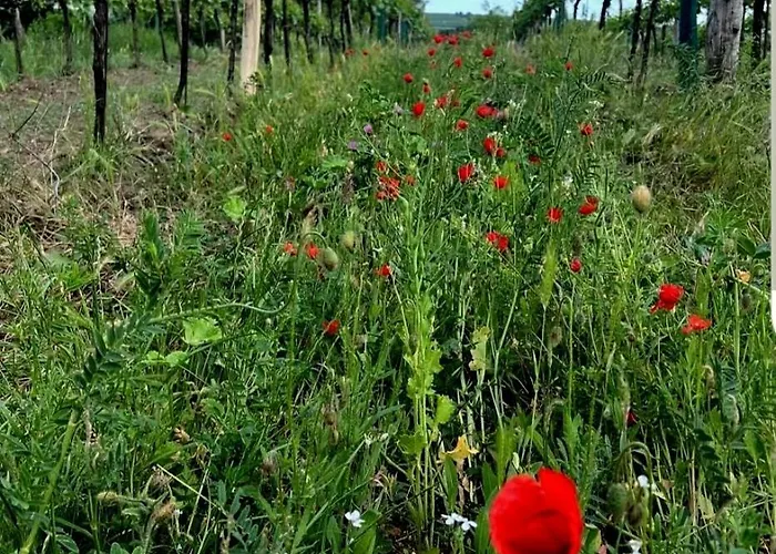 Weinviertel Сasa de vacaciones Pernersdorf