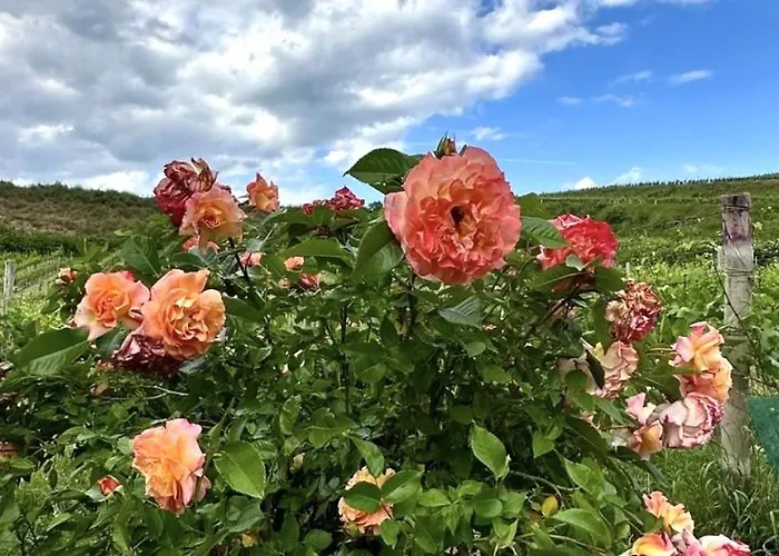 Weinviertel * Pernersdorf
